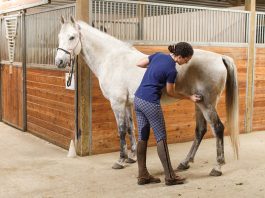 Consejos para cuando un caballo odia ser acicalado
