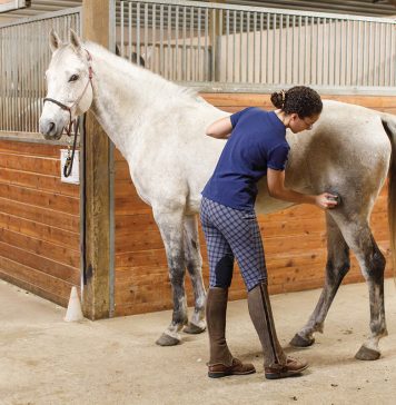 Consejos para cuando un caballo odia ser acicalado Consejos para cuando un caballo odia ser acicalado