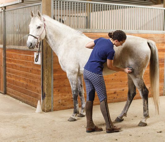Consejos para cuando un caballo odia ser acicalado
