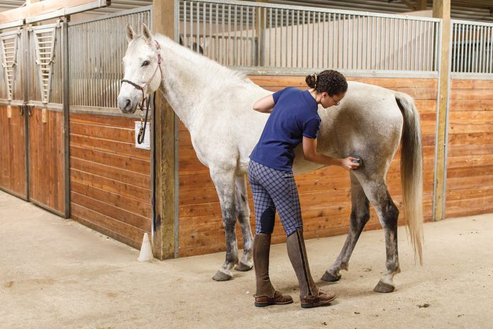 Consejos para cuando un caballo odia ser acicalado
