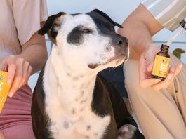Pet CBD Oil Products 2022