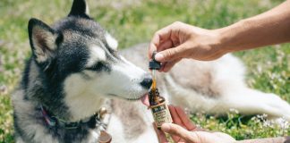 CBD para perros: todo lo que debe saber al respecto
