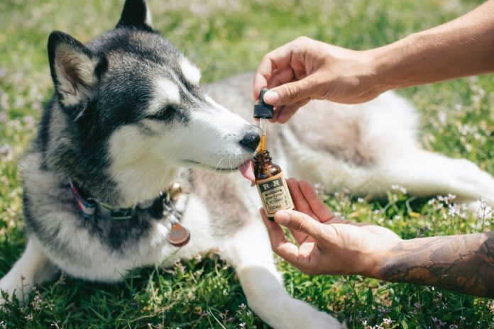 CBD para perros: todo lo que debe saber al respecto
