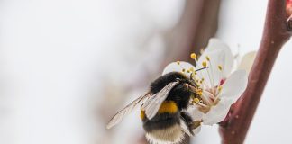 Si bien la idea de que te piquen no es exactamente atractiva, un nuevo estudio puede hacerte pensar dos veces antes de matar a las molestas abejas