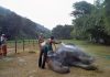 Temple elephants, Tamil Nadu, ill health