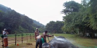 Temple elephants, Tamil Nadu, ill health