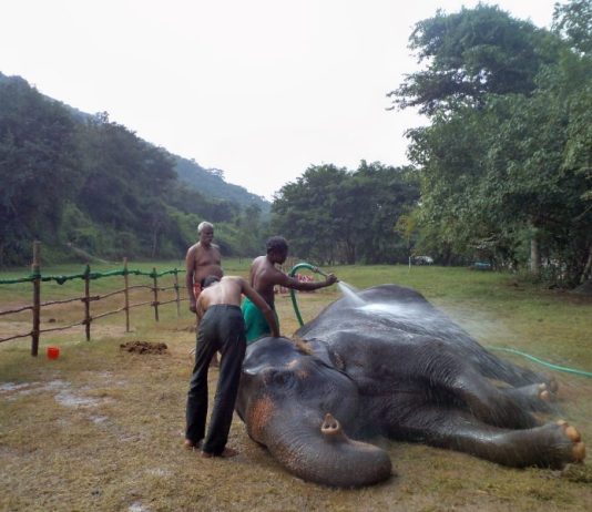 Temple elephants, Tamil Nadu, ill health