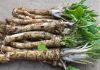 Fresh horseradish root