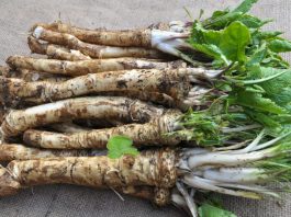 Fresh horseradish root