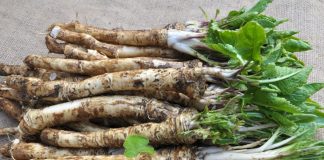 Fresh horseradish root