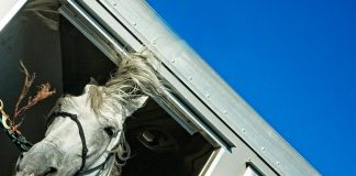 Researchers in Texas found that horses given a commercial CBD oil product showed lower levels of the stress hormone cortisol.