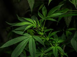 Marihuana en Rusia: Guía sobre la situación legal del cannabis
