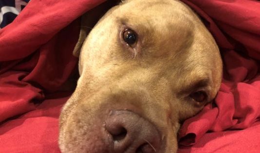 Cuentos católicos: Perspectivas de la crianza de un pit bull y sus 10 cachorros Cuentos católicos: Perspectivas de la crianza de un pit bull y sus 10 cachorros