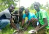La Asociación Maka Balla Manneh Deve se embarca en un ejercicio de plantación de árboles
