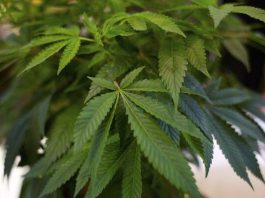 La ordenanza revisada de usos de la tierra de cannabis se presentará a los votantes de Dover-Foxcroft La ordenanza revisada de usos de la tierra de cannabis se presentará a los votantes de Dover-Foxcroft