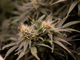 ¿Será alguna vez asequible el cannabis medicinal?
