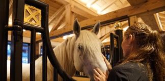 horse on stall rest