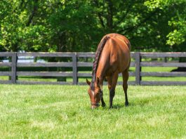 4 claves para la salud articular en caballos mayores
