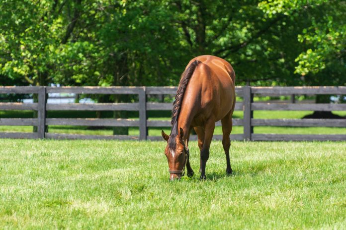 4 claves para la salud articular en caballos mayores
