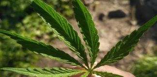 Medicinal Cannabis: What is traditional significance of hemp plant, how it contributes to wellness