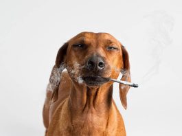  ¿Pueden los perros drogarse con hierba?  Efectos de la marihuana
