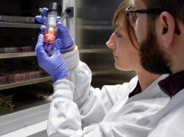  Los científicos hicieron mini cerebros y los infectaron con coronavirus.  Lo que vieron podría explicar Long COVID
