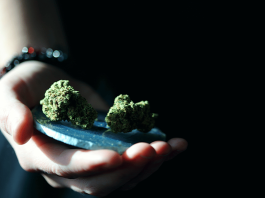 Delta-8 Flower vs CBD - ¿Cuál es la diferencia?
