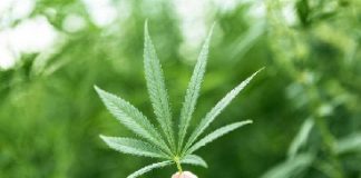 Cannabis: Medicinal V Recreativo explicado
