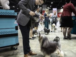  El raro perro de la familia Norfolk escapó 2 semanas antes de la competencia nacional.  Después de la reunión, está listo para el espectáculo.  – El piloto de Virginia
