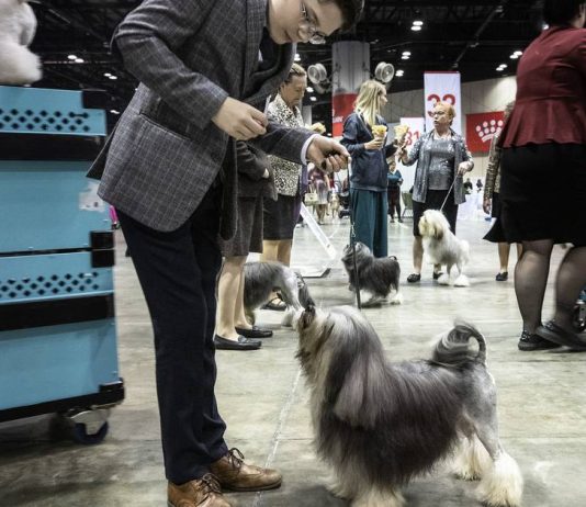  El raro perro de la familia Norfolk escapó 2 semanas antes de la competencia nacional.  Después de la reunión, está listo para el espectáculo.  – El piloto de Virginia
