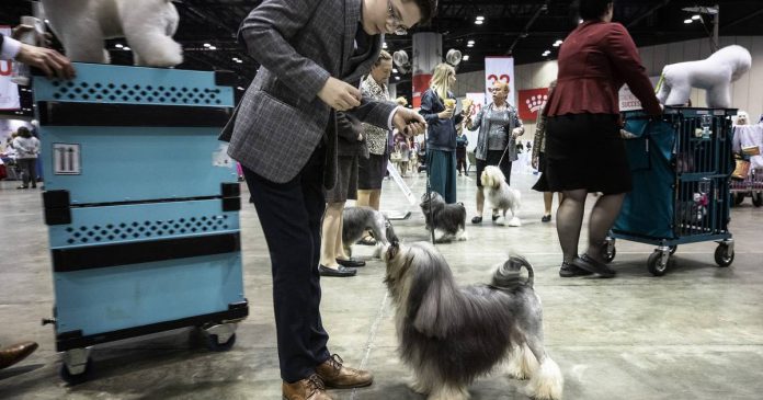  El raro perro de la familia Norfolk escapó 2 semanas antes de la competencia nacional.  Después de la reunión, está listo para el espectáculo.  – El piloto de Virginia
