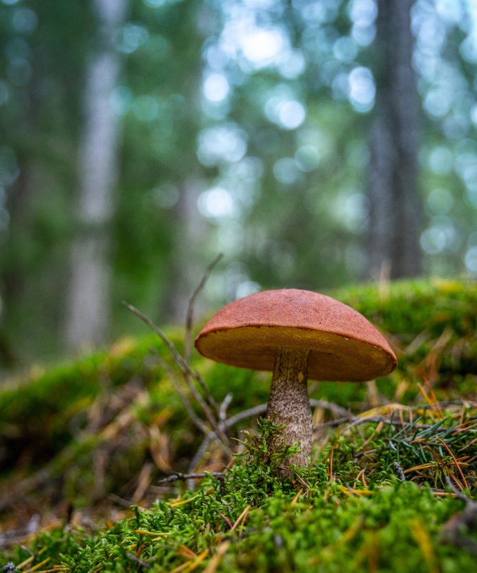 There are Many Therapeutic Uses for Psilocybin, Research Shows