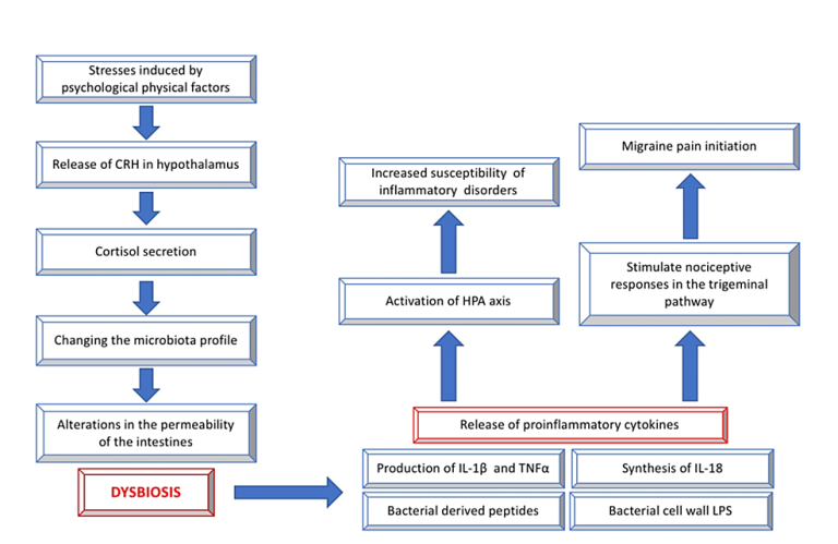 Headaches and Dysbiosis in Adults with Celiac Disease - Cureus