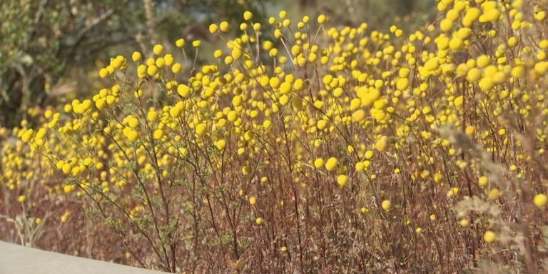 A stinknet-like invasive growth is sweeping the Phoenix area, creating headaches for homeowners Arizona's Family